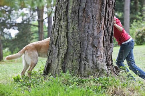 Hide & Seek, dog playing hide and seek with owner