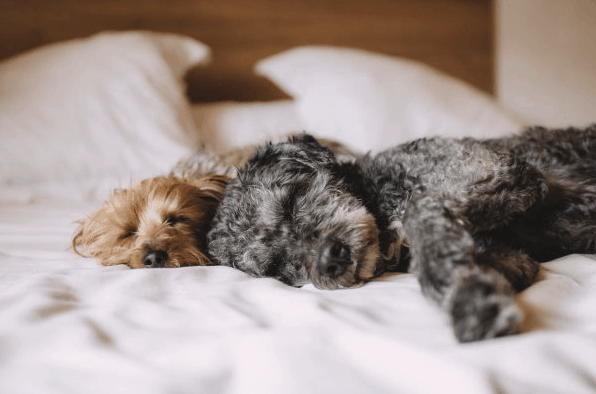 Two poodle pups lying on bed