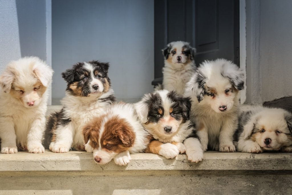 Quick Health Tips and Questions for Puppy Adoption - a group of dogs lying next to each other