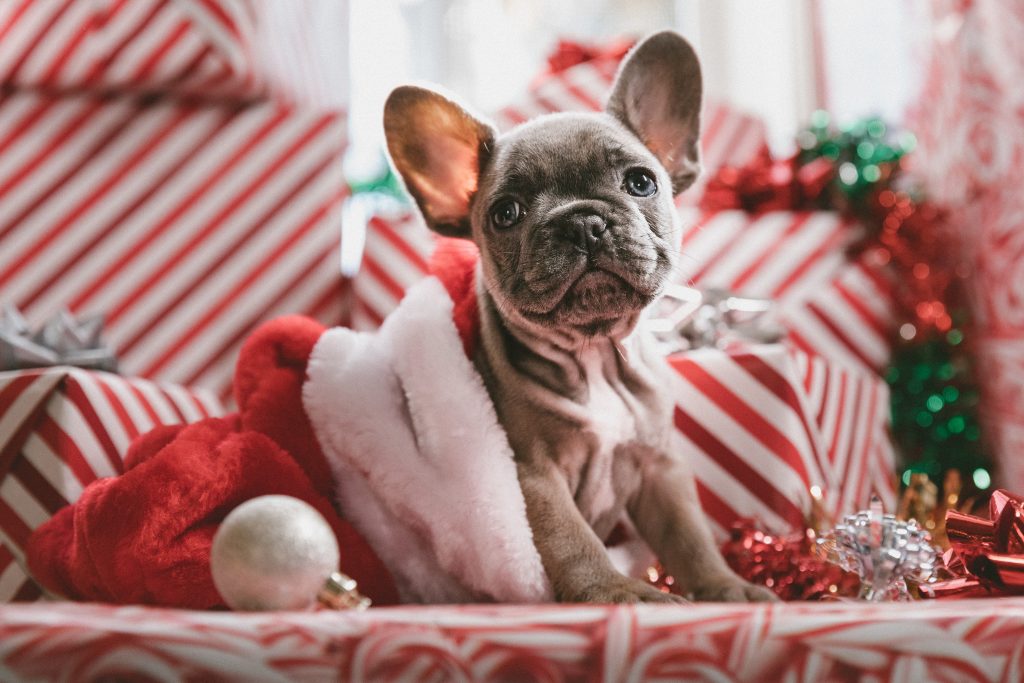 a small brown dog looking at the camera surrounded by christmas gifts