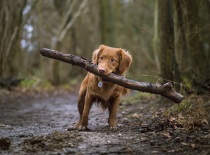 Brown dog carrying a log with his mouth