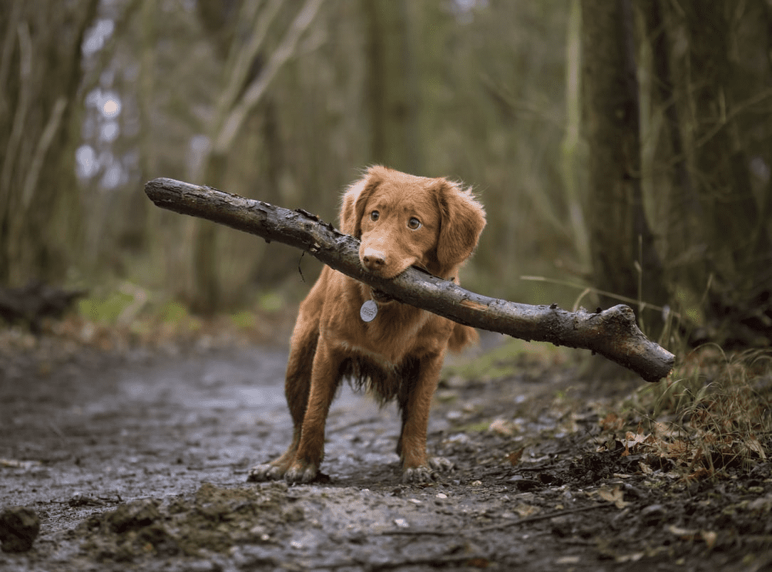 Fun in the Sun: 10 Awesome Games to Play with Your Dog This Summer, Ten  West Bird and Animal Hospital