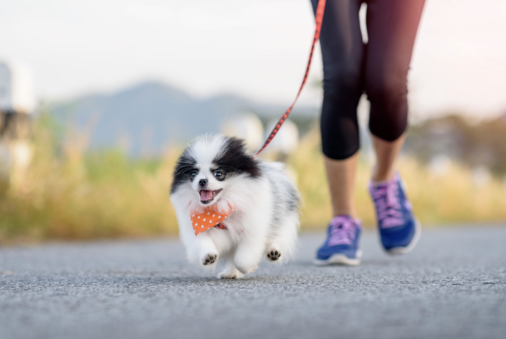 https://149648348.v2.pressablecdn.com/wp-content/uploads/2022/03/five-tips-for-exercising-your-dog-1024x685.png