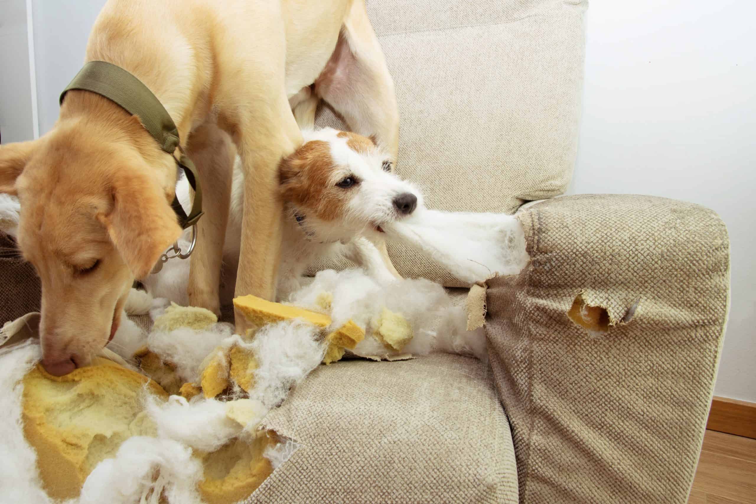 how to stop poodle from chewing