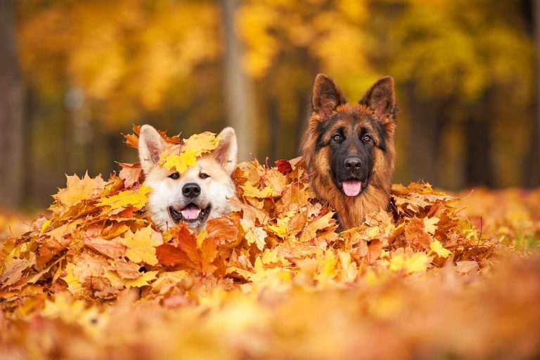 5 fun games you can play with your dog this autumn - Ruffgers Dog Blog