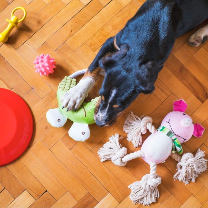 Preparing for a Puppy: Favorite Dog Supplies & Toys - Debbee's Buzz
