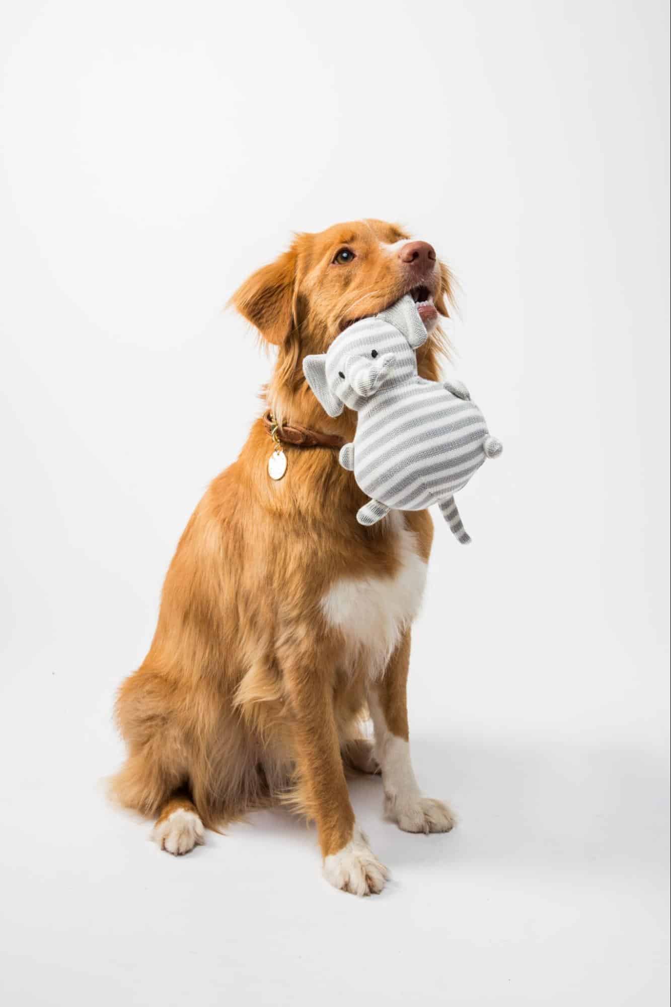 The Best 12 Interactive Dog Toys to Keep Your Canine Busy 