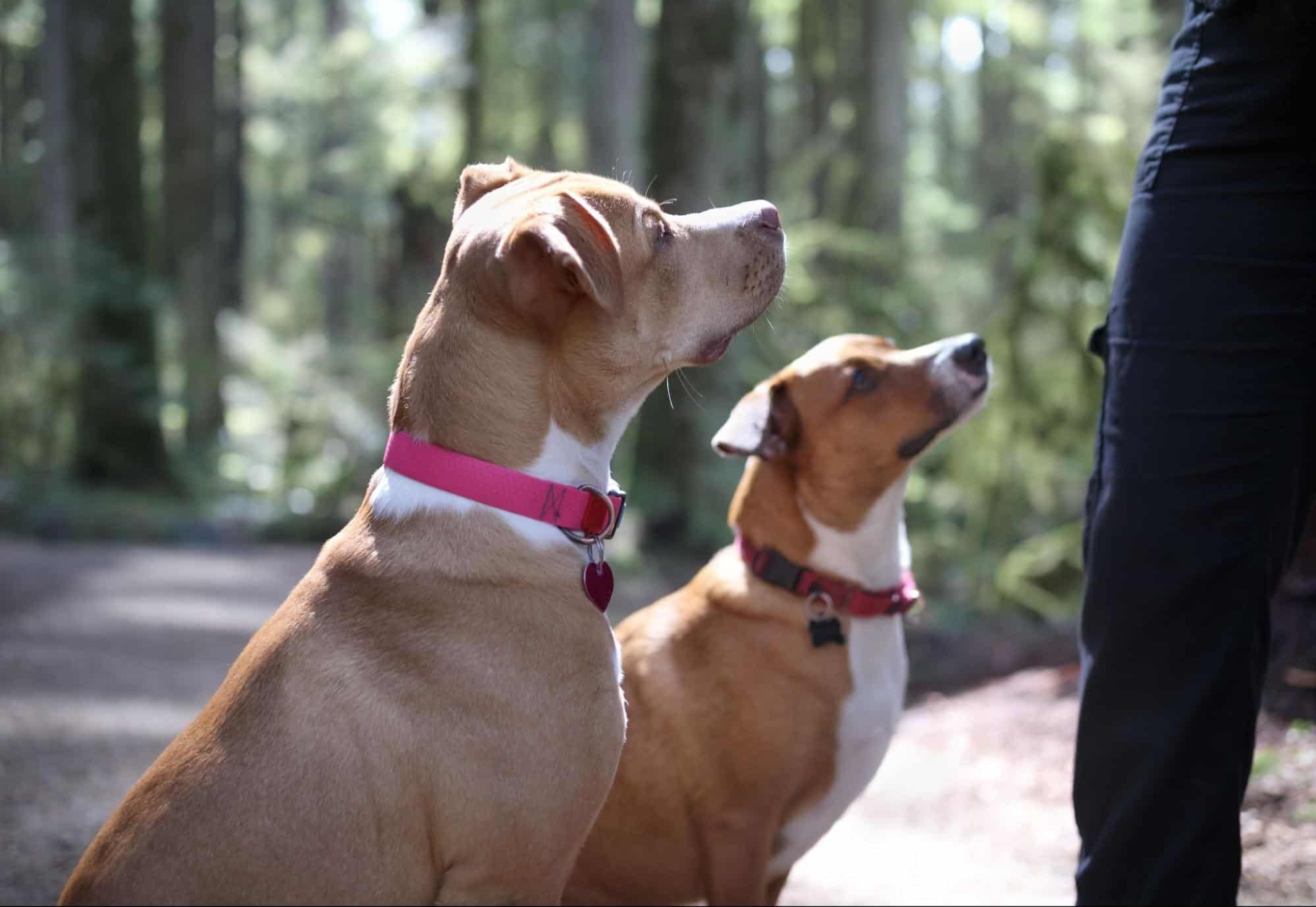 Puppy obedience training at 2024 home