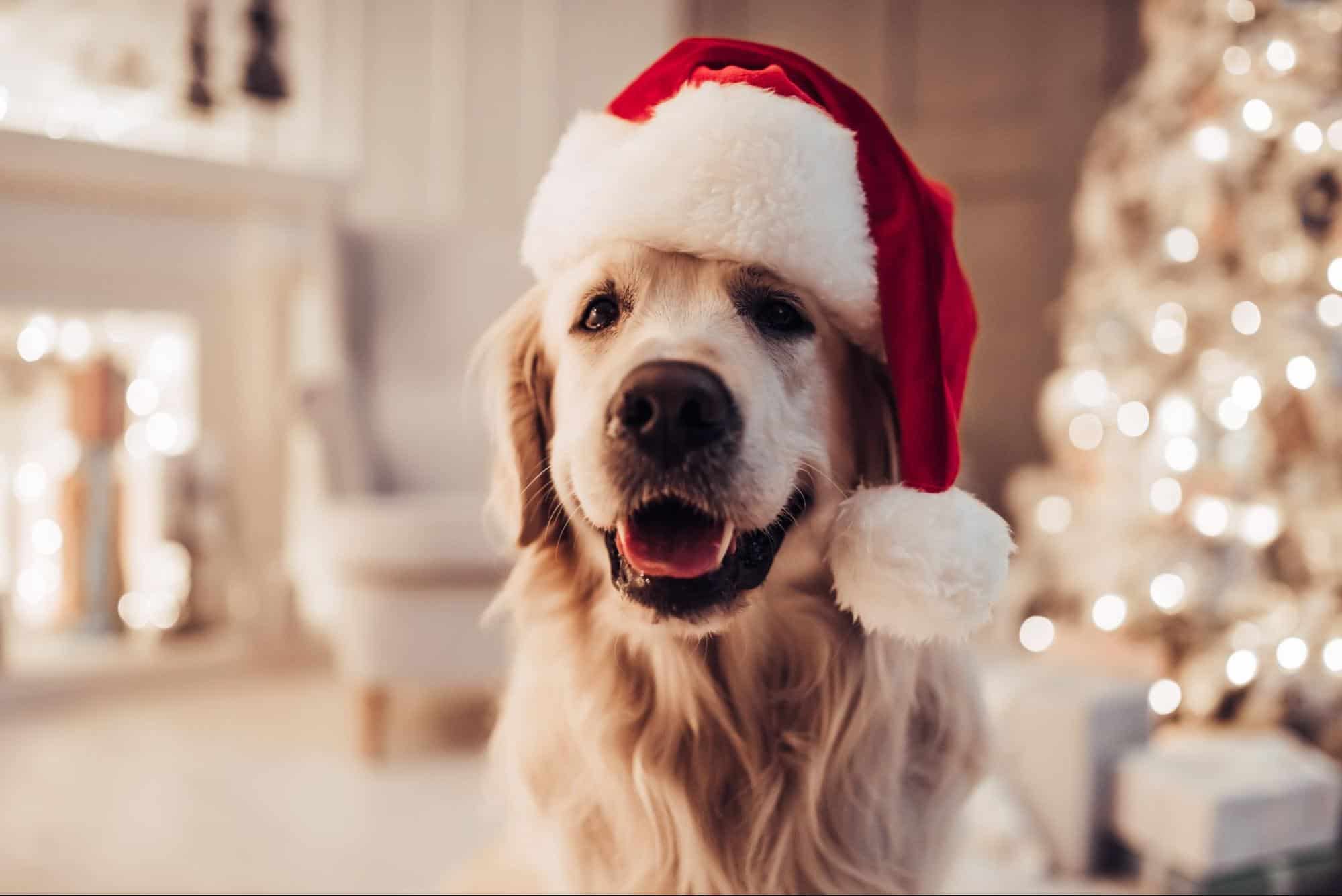 Paws and Pals 12 Easy, Fuss-Free Ways to Celebrate the Holidays With Your Pets